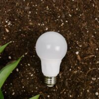 Illusztráció: Tara Winstead